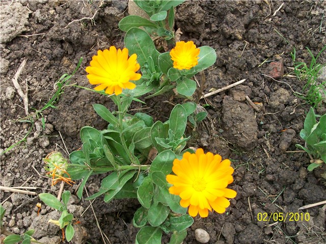 neven- lat. lat. Calendula officinalis 